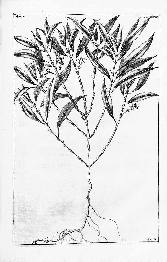 no HD illustration available (m5)