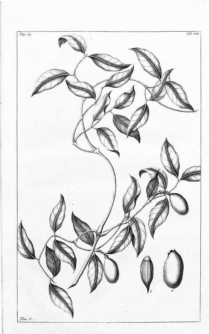 no HD illustration available (m5)