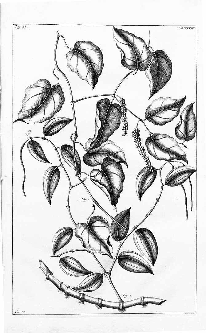 no HD illustration available (m5)