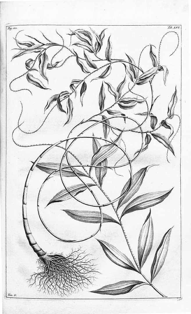 no HD illustration available (m5)
