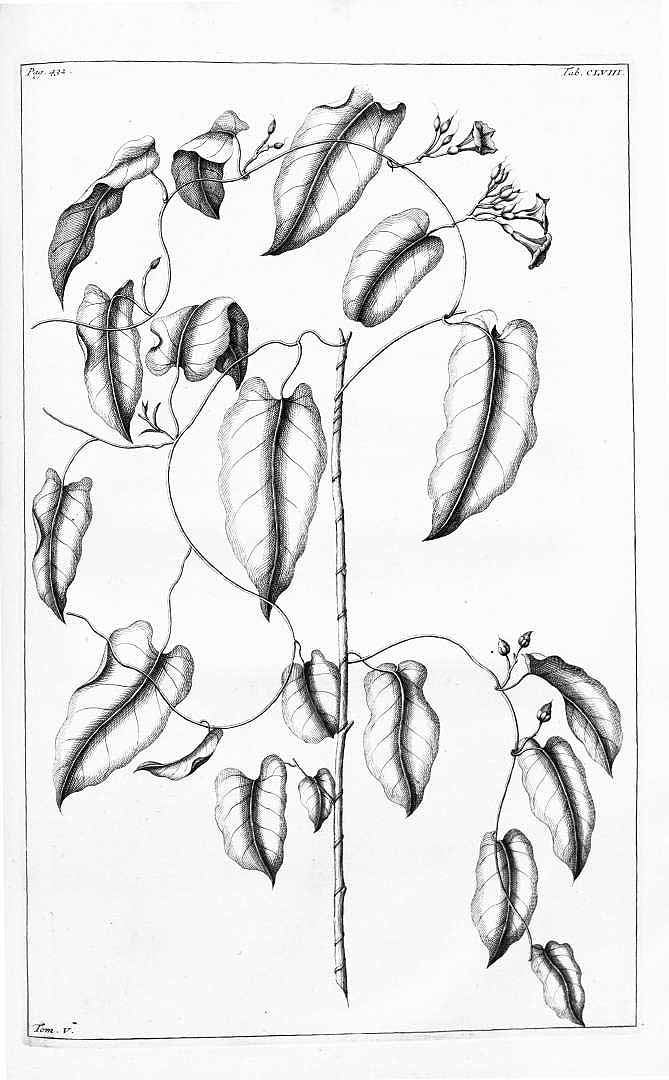 no HD illustration available (m5)