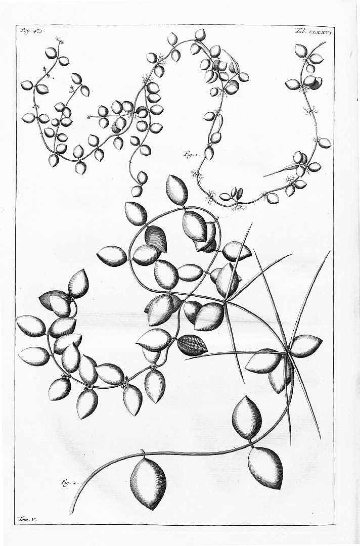 no HD illustration available (m5)