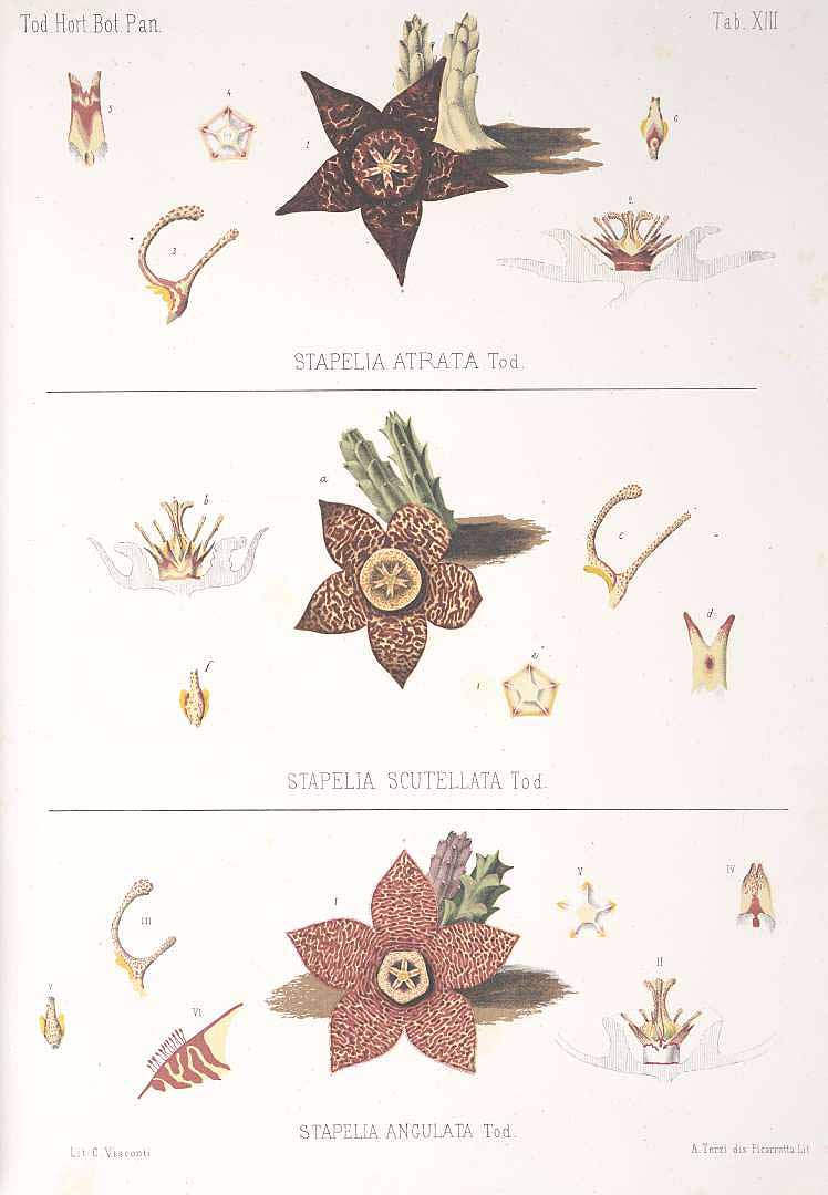 no HD illustration available (m5)
