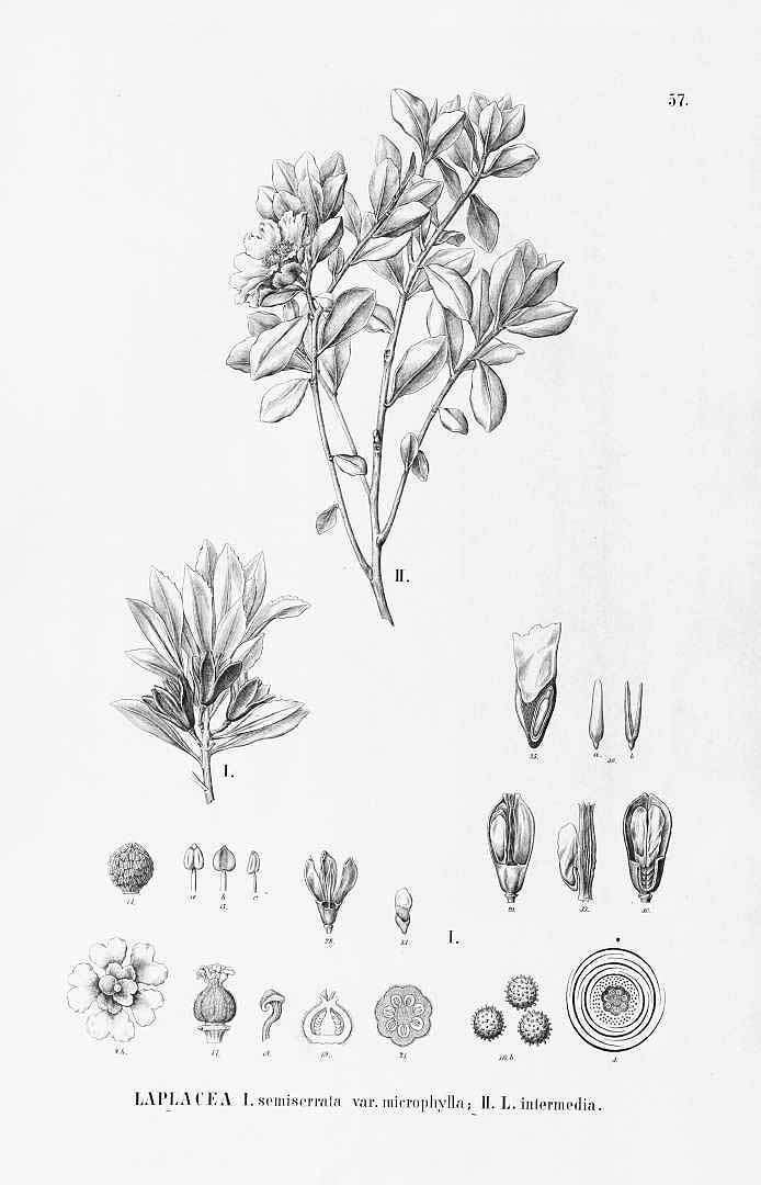 no HD illustration available (m5)