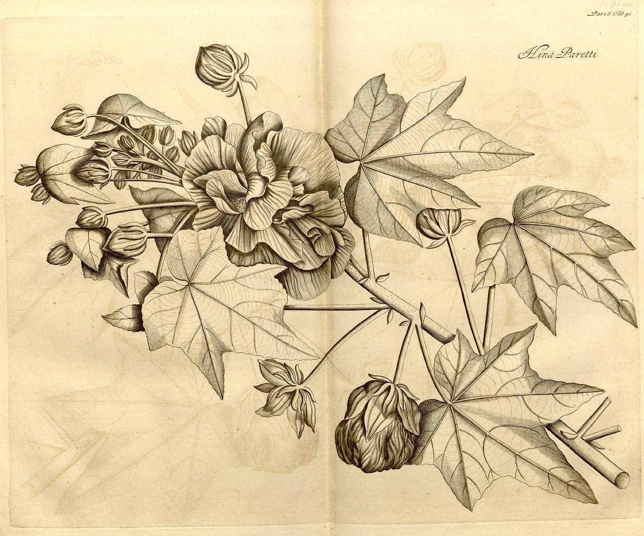 no HD illustration available (m5)