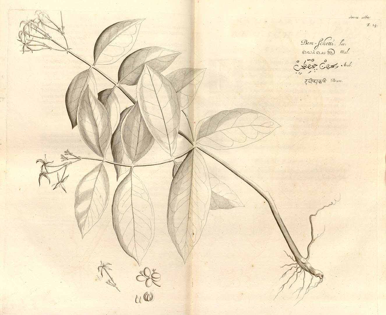 no HD illustration available (m5)