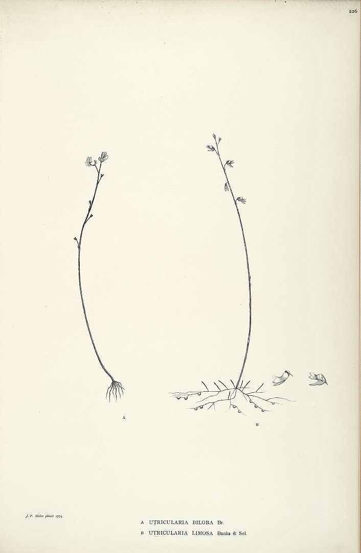 no HD illustration available (m5)