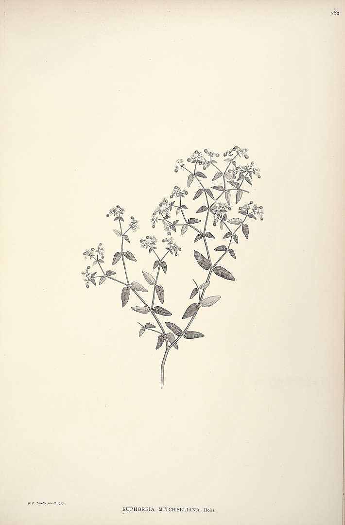 no HD illustration available (m5)