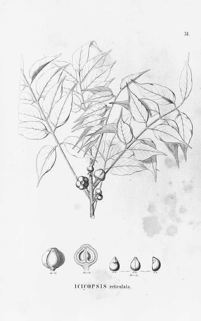 no HD illustration available (m5)