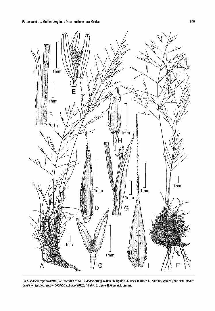 no HD illustration available (m5)
