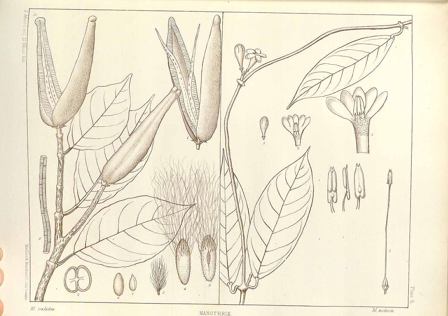 no HD illustration available (m5)