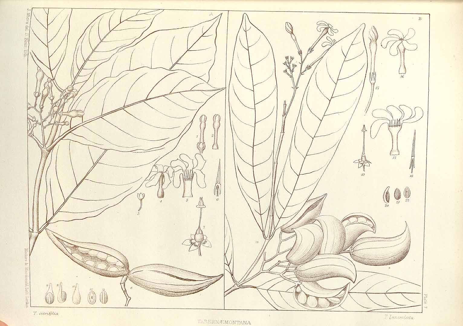 no HD illustration available (m5)