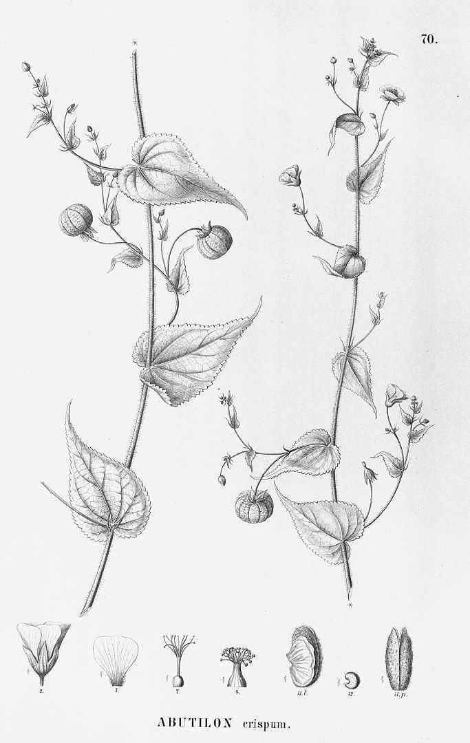 no HD illustration available (m5)