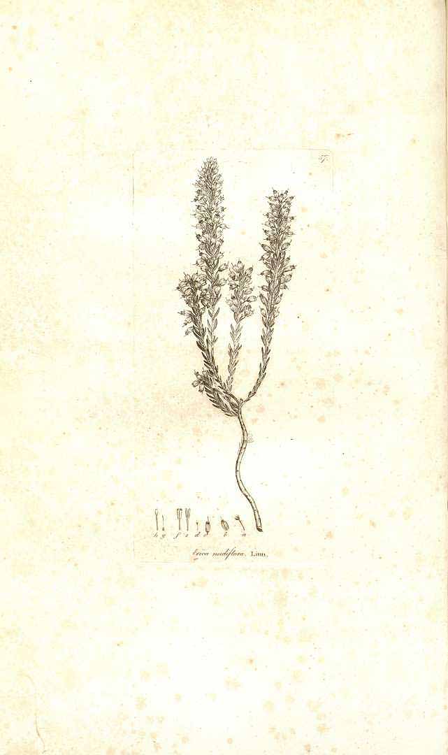 no HD illustration available (m5)