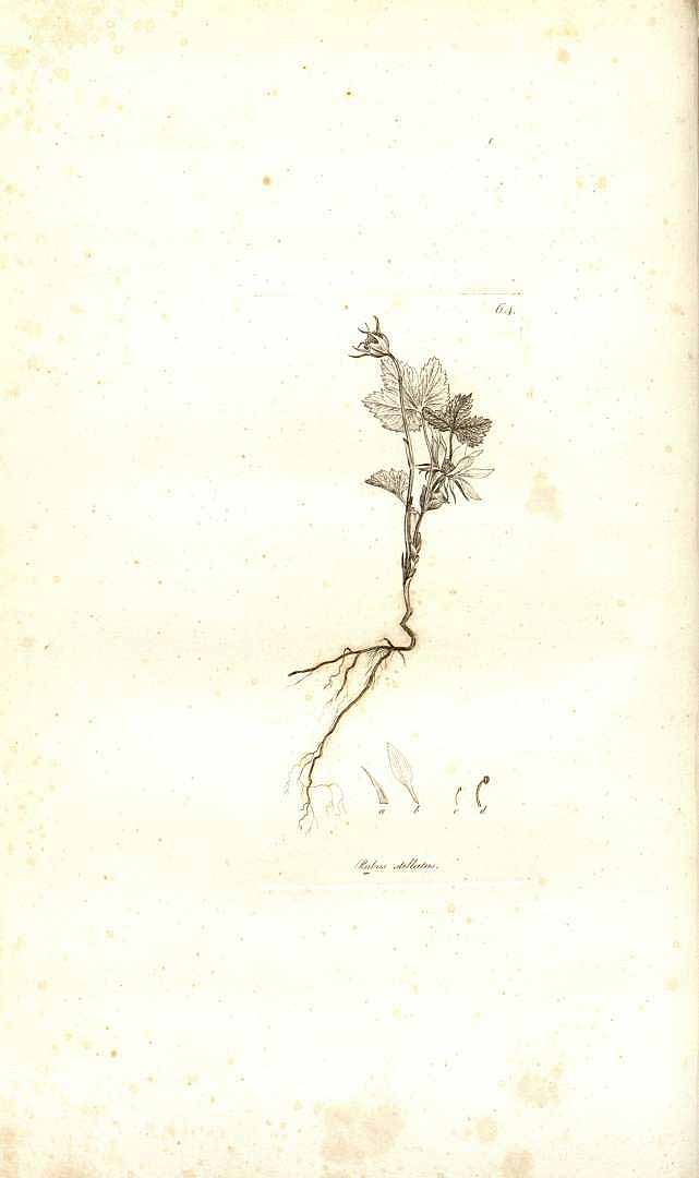 no HD illustration available (m5)