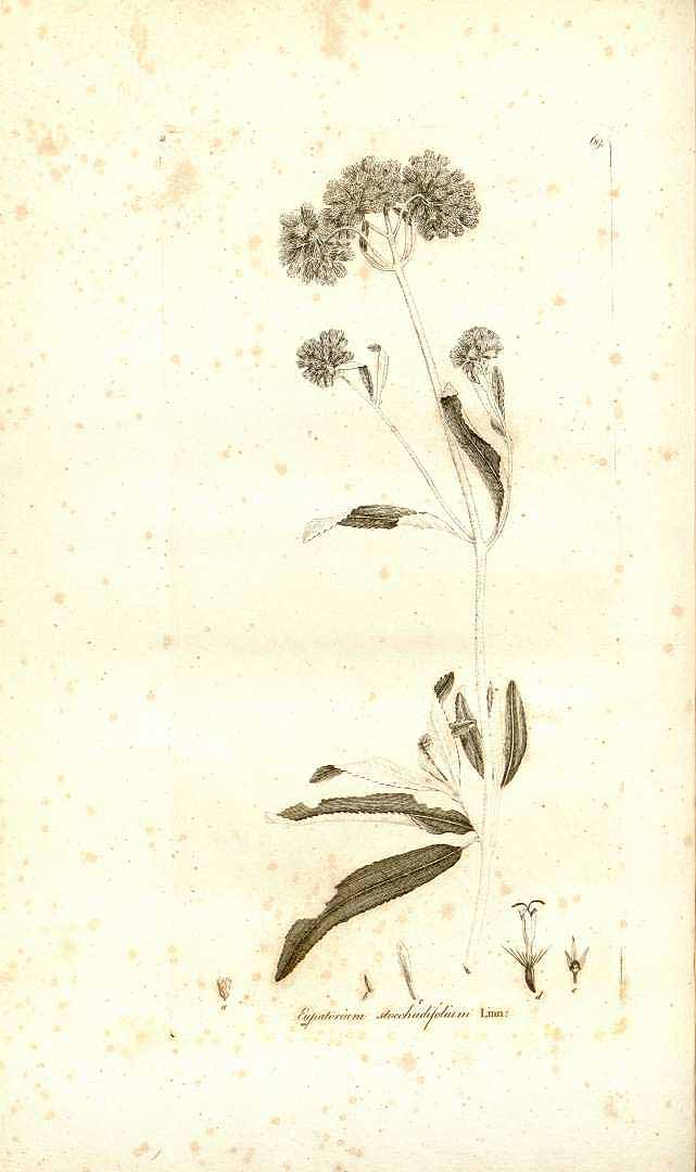 no HD illustration available (m5)