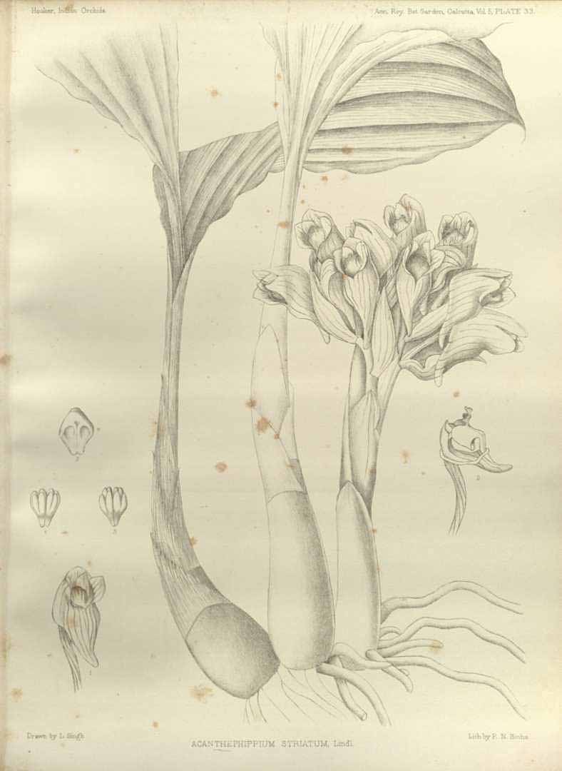 no HD illustration available (m5)