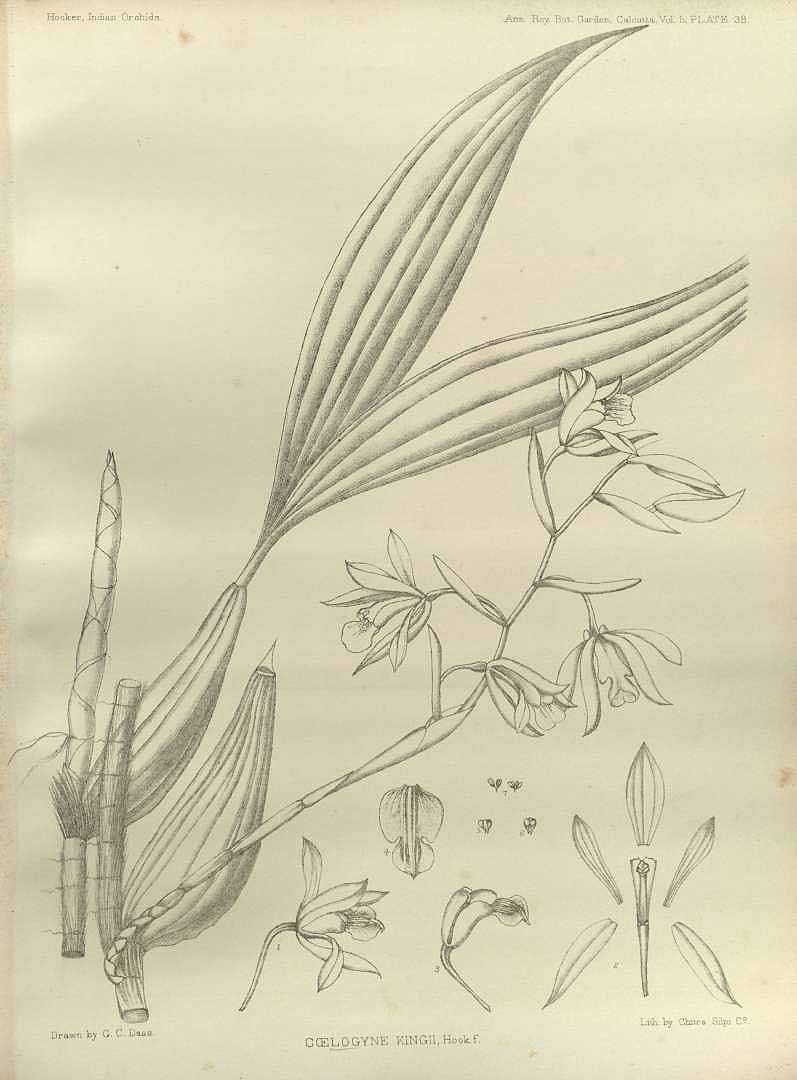 no HD illustration available (m1)