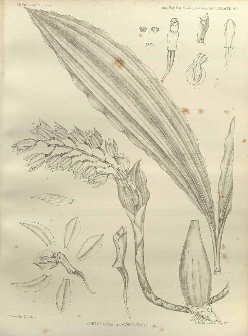 no HD illustration available (m1)