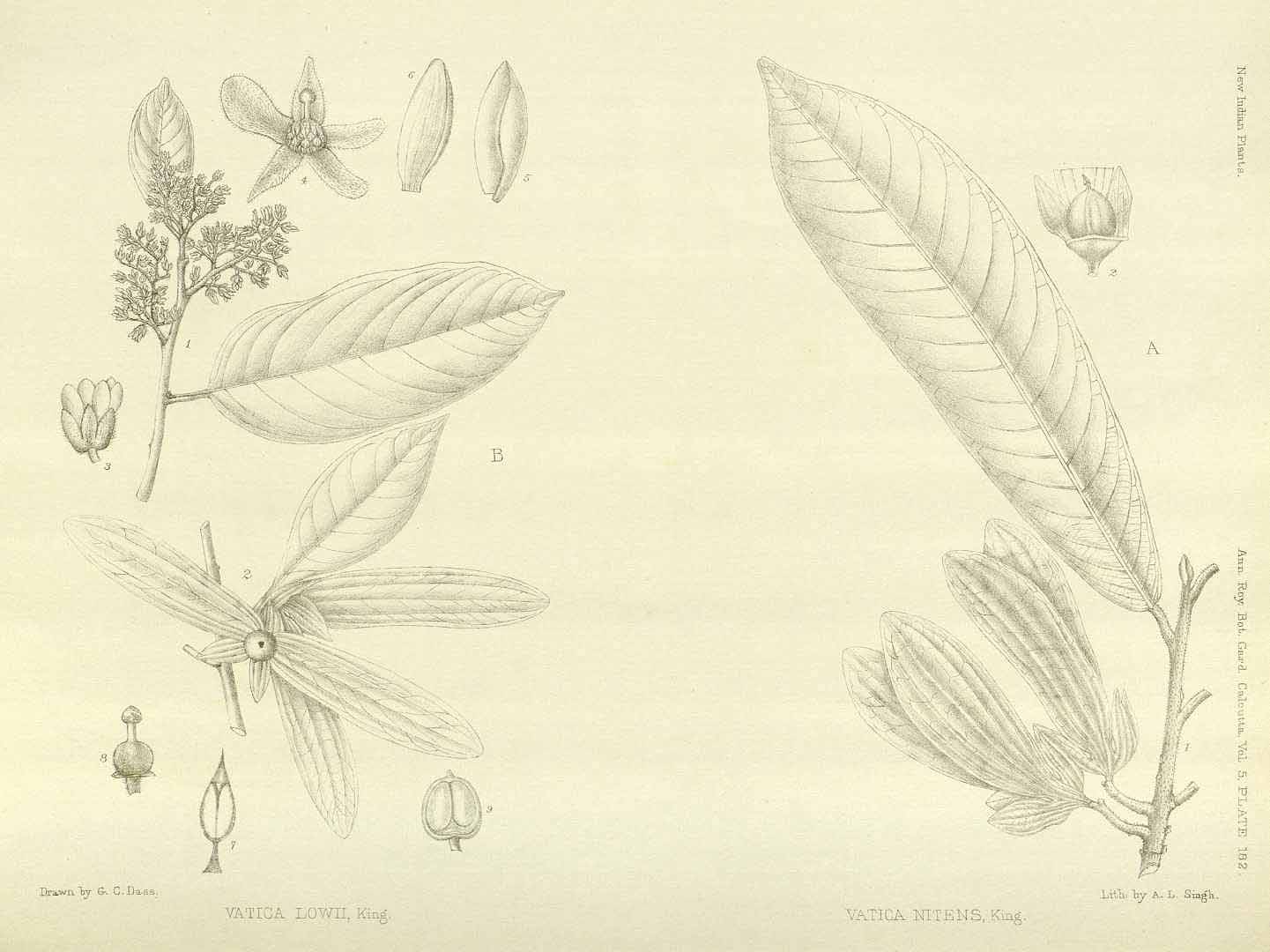 no HD illustration available (m5)