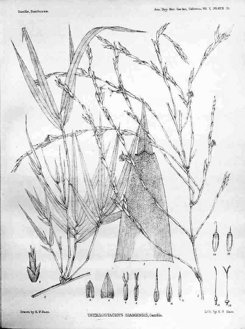 no HD illustration available (m5)