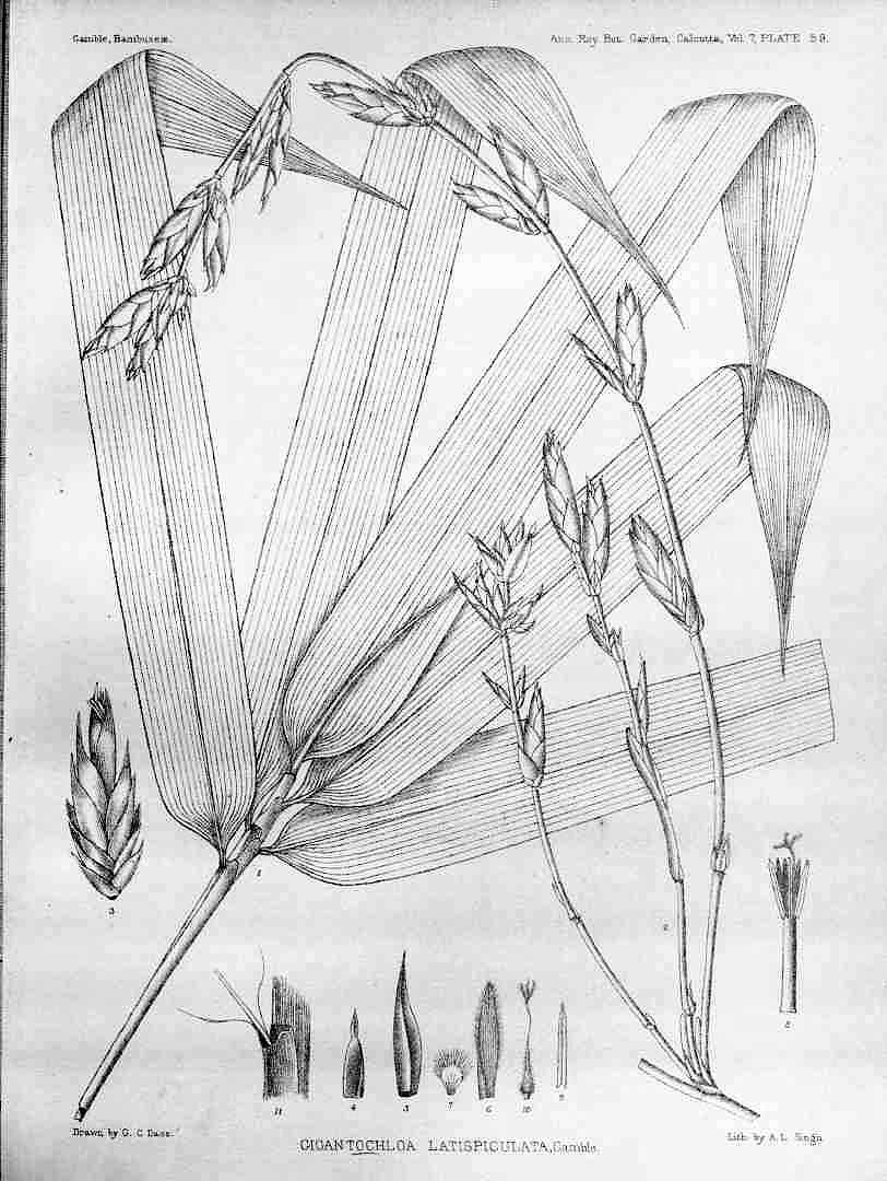 no HD illustration available (m5)