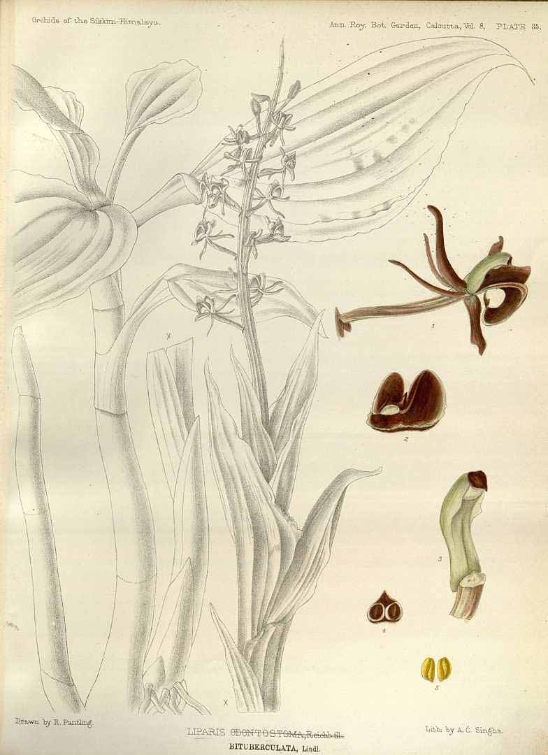 no HD illustration available (m5)