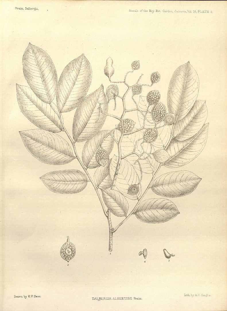 no HD illustration available (m5)