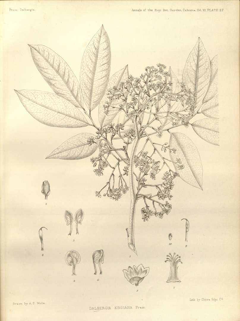 no HD illustration available (m5)