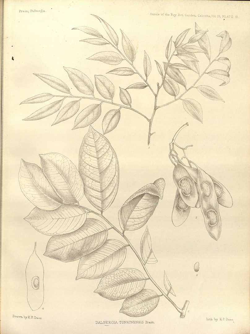 no HD illustration available (m5)