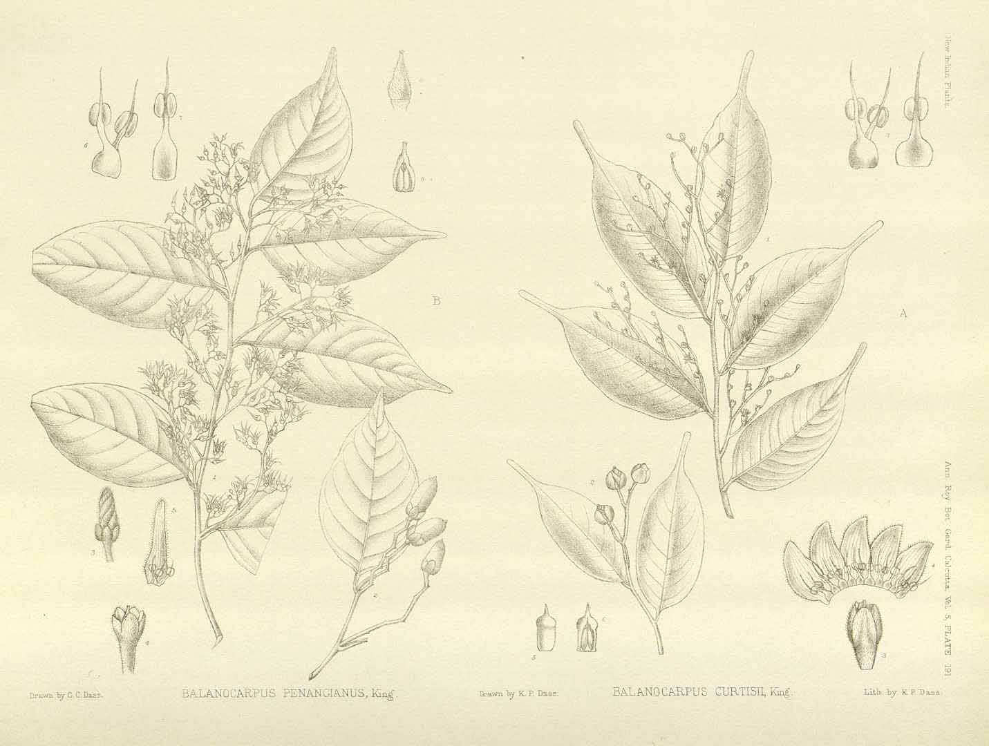 no HD illustration available (m5)