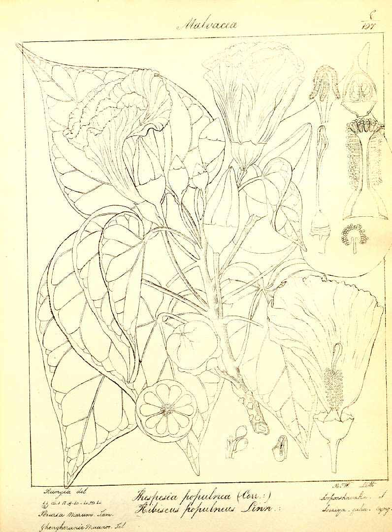 no HD illustration available (m1)