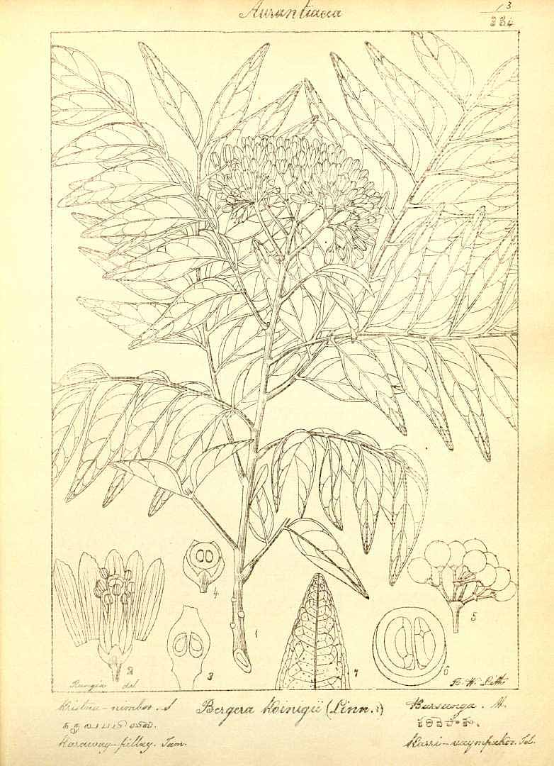 no HD illustration available (m5)