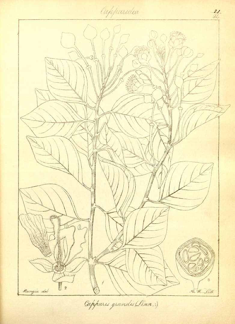 no HD illustration available (m5)