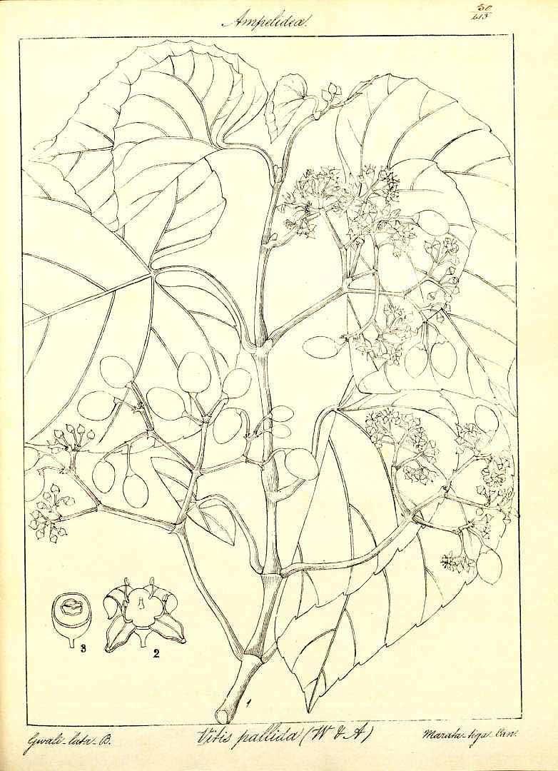 no HD illustration available (m5)