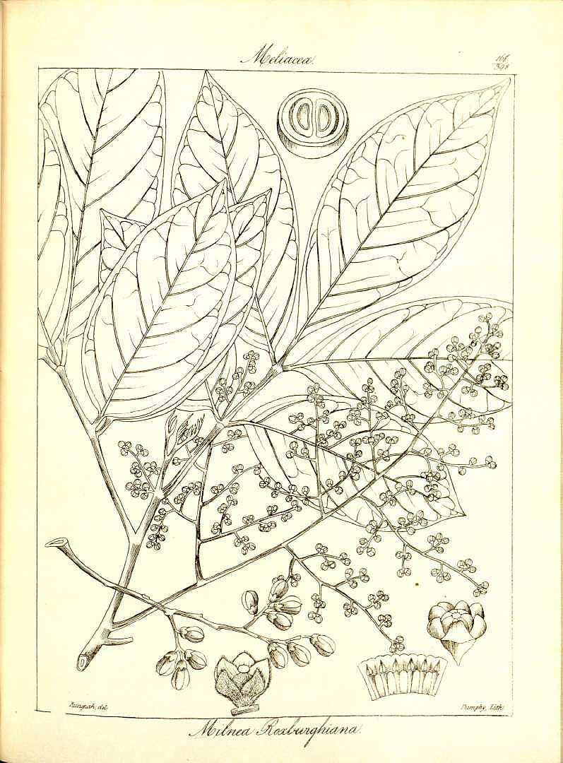 no HD illustration available (m5)