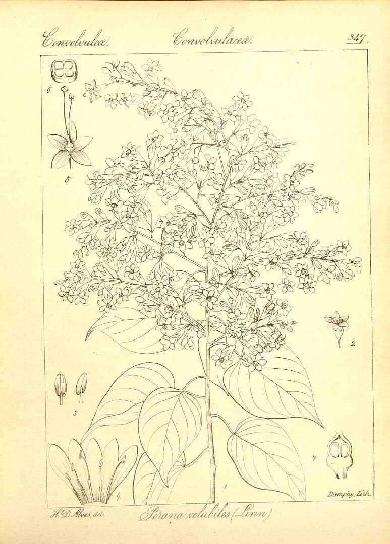 no HD illustration available (m5)