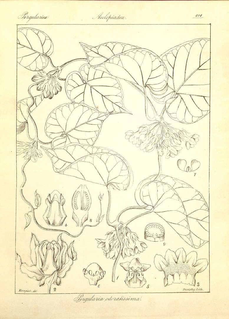 no HD illustration available (m5)