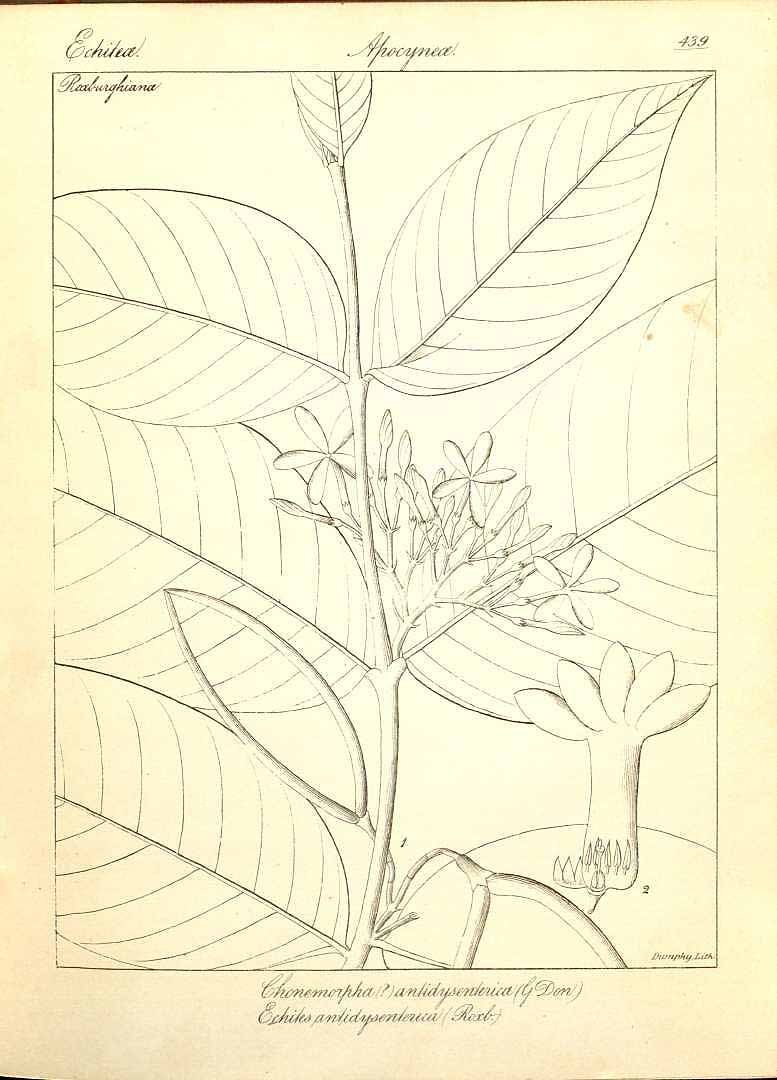 no HD illustration available (m5)