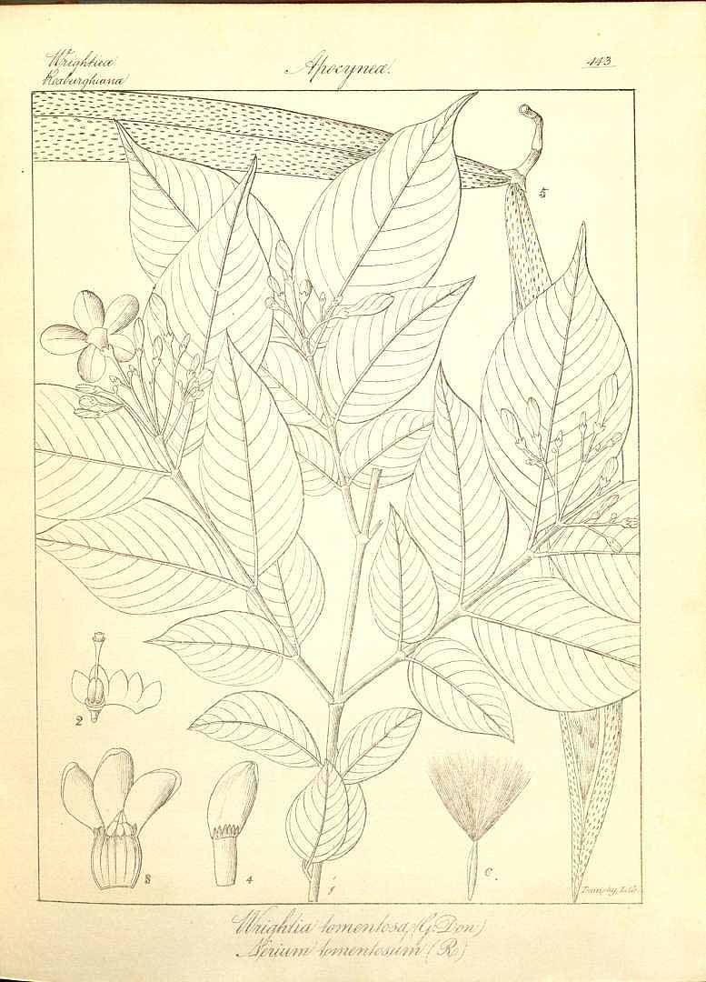 no HD illustration available (m5)