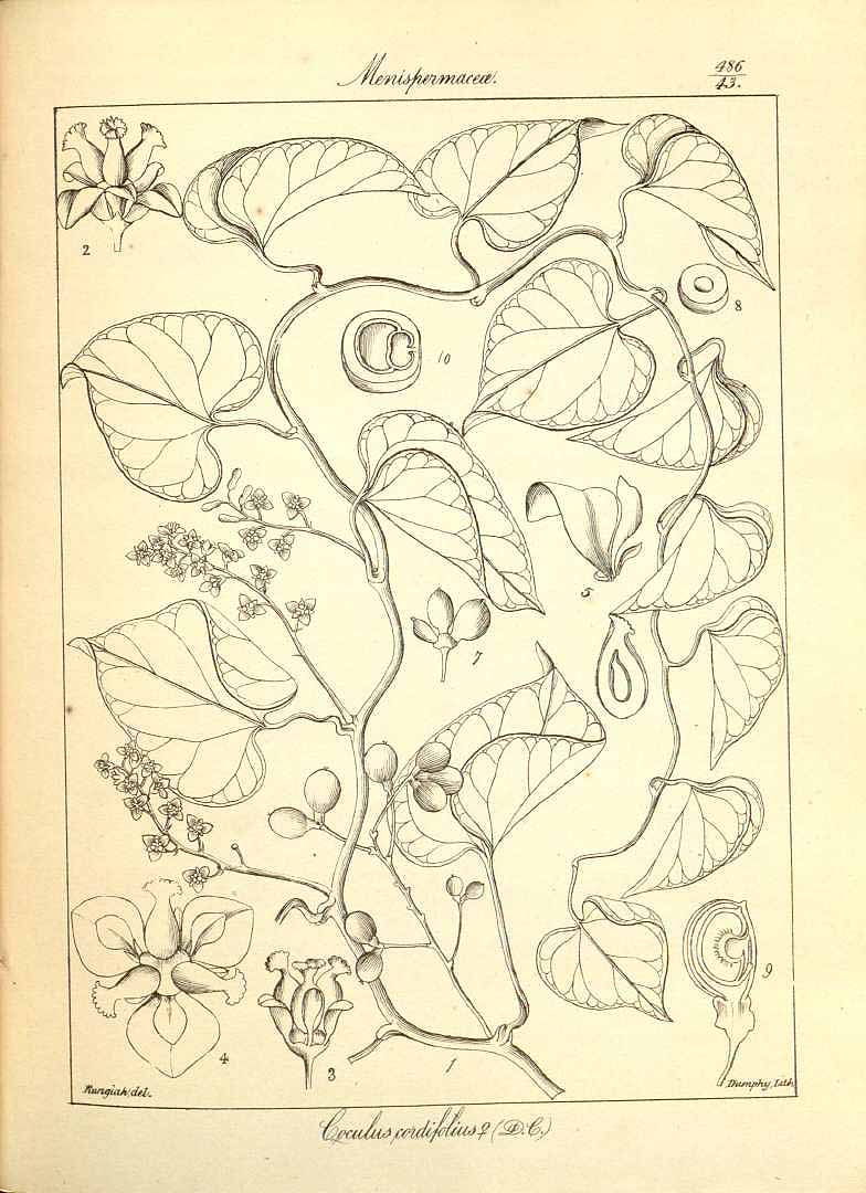 no HD illustration available (m5)