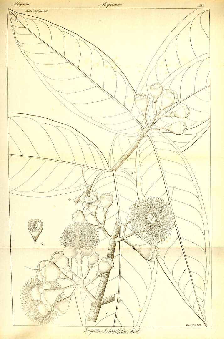 no HD illustration available (m5)