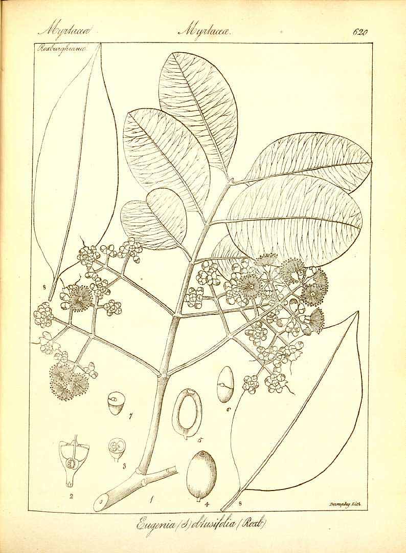 no HD illustration available (m5)