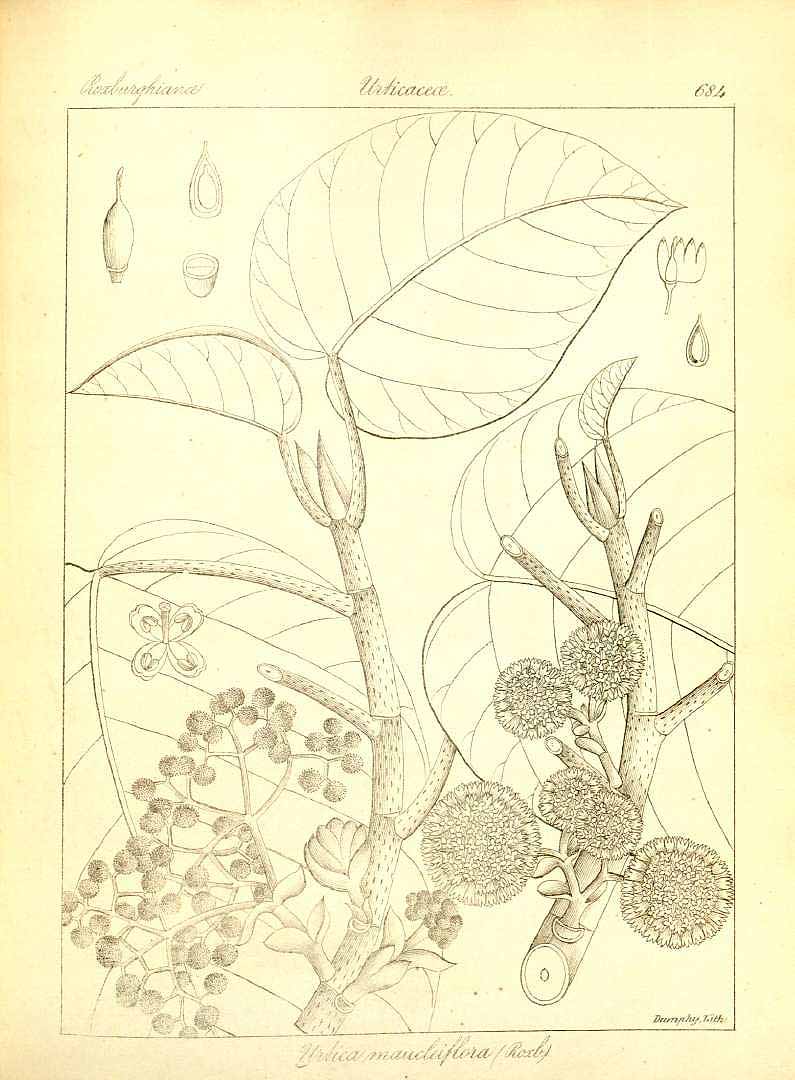 no HD illustration available (m5)