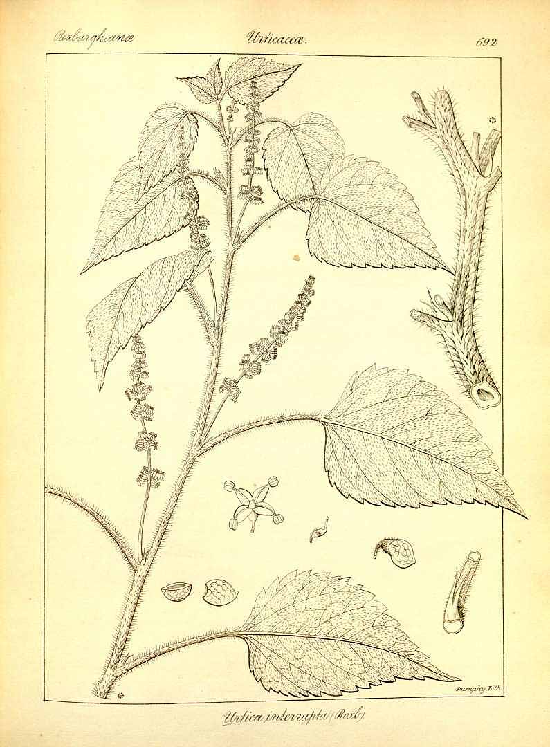 no HD illustration available (m5)
