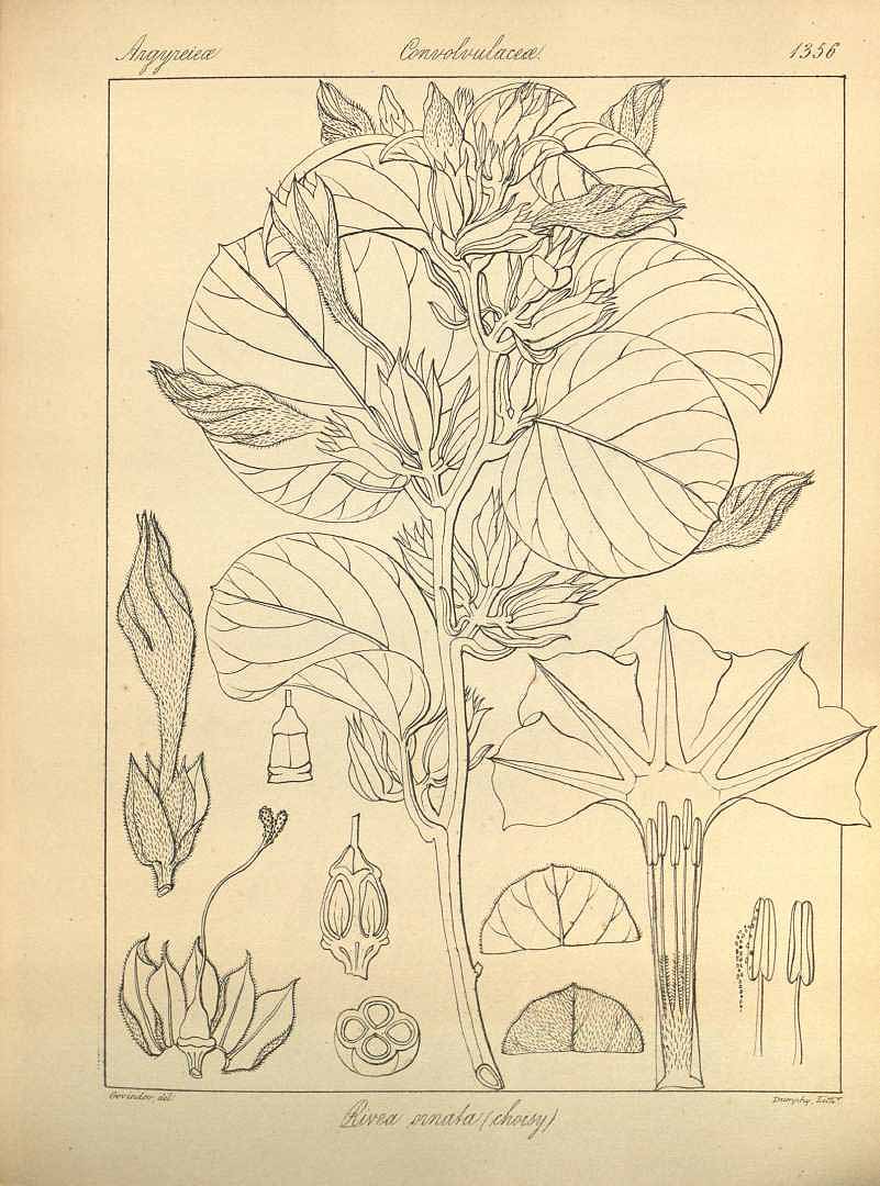 no HD illustration available (m5)