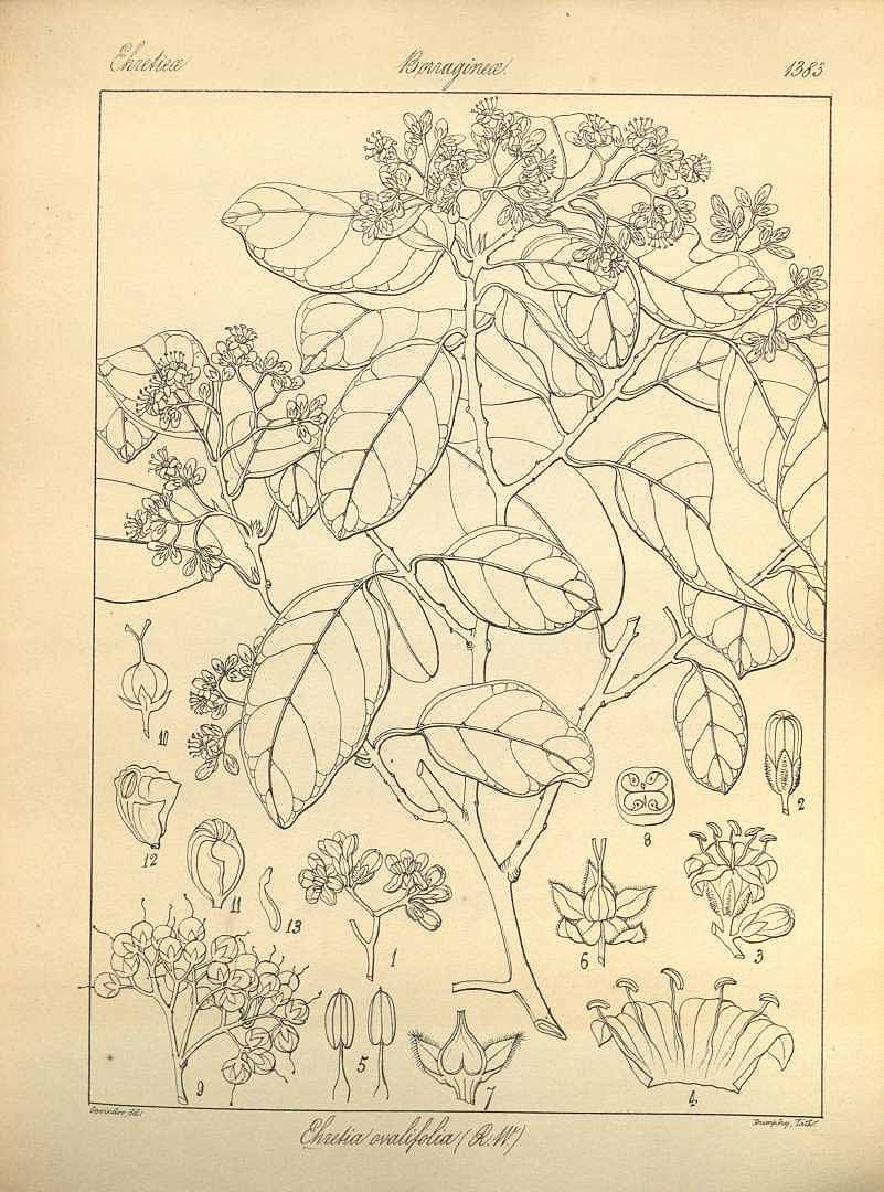 no HD illustration available (m5)