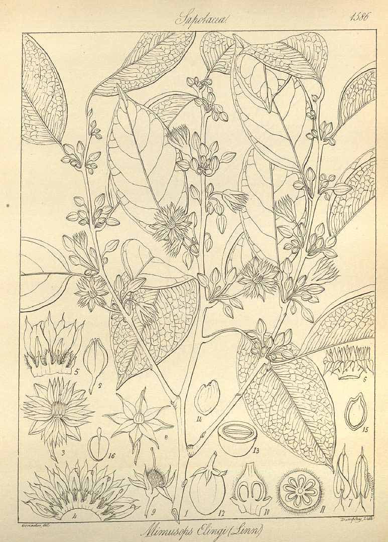 no HD illustration available (m1)