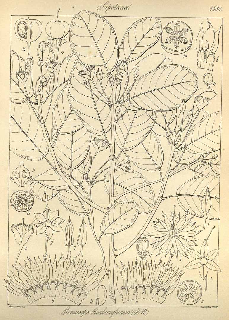 no HD illustration available (m5)