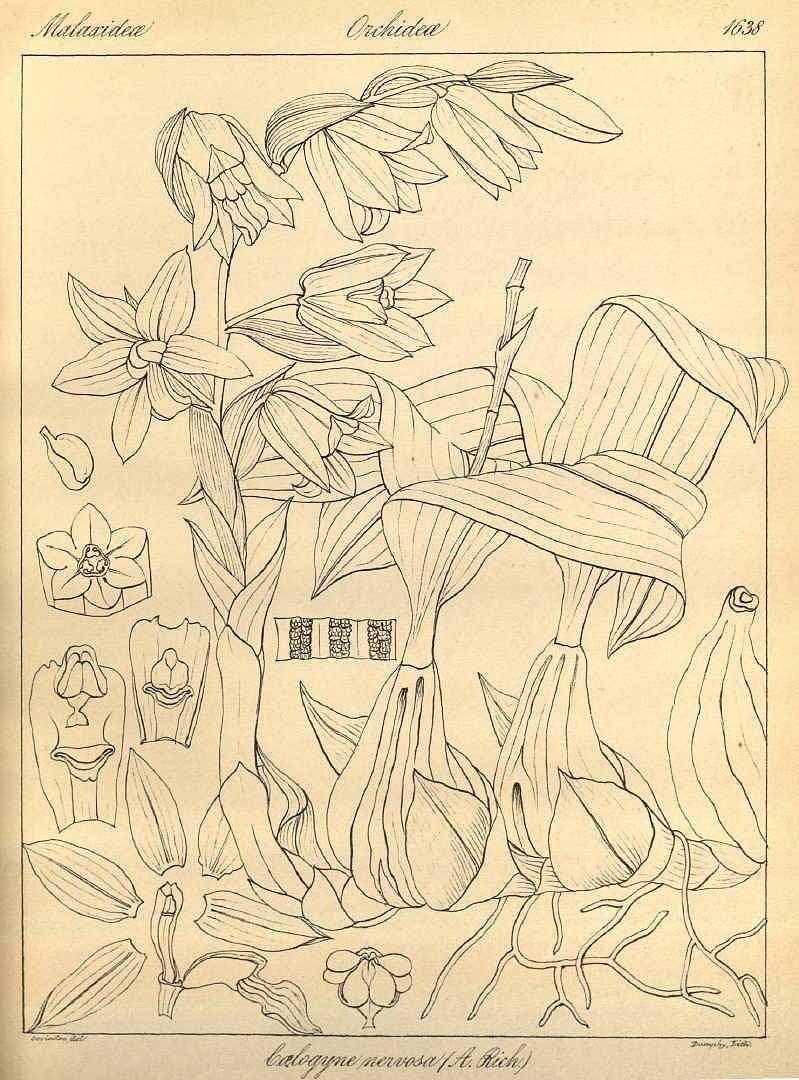 no HD illustration available (m1)
